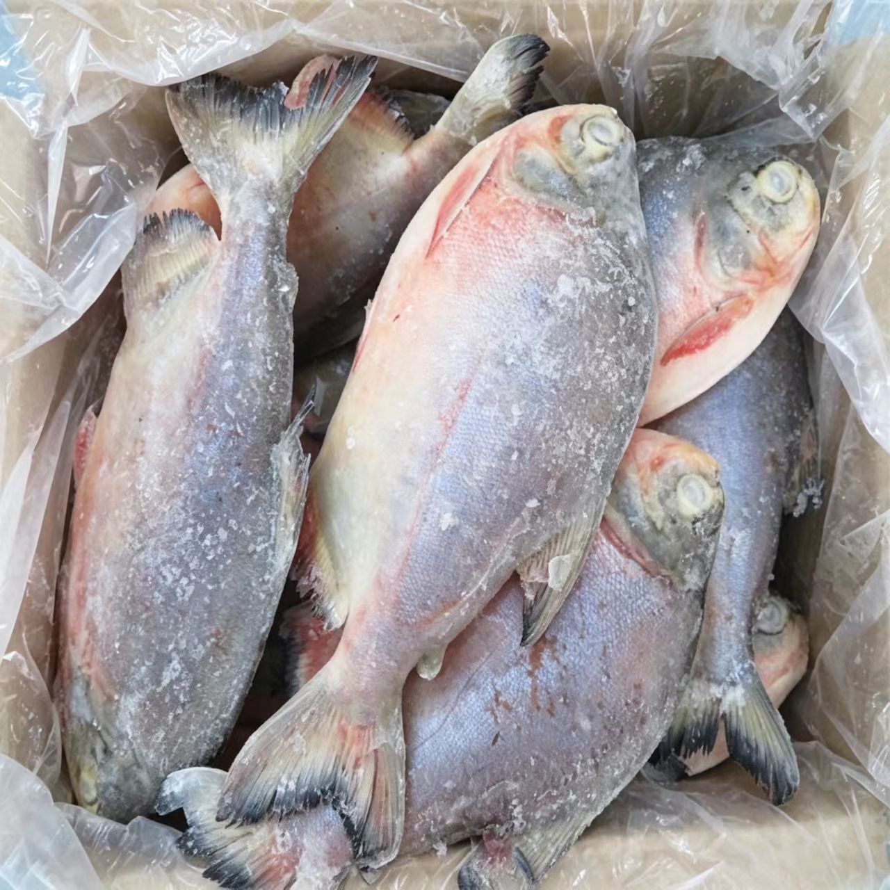 红鲳鱼 - 世界鱼仓
